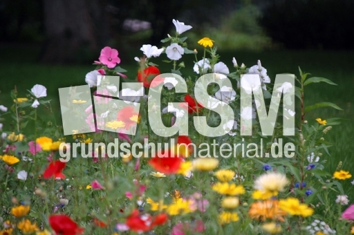 Blumen.JPG